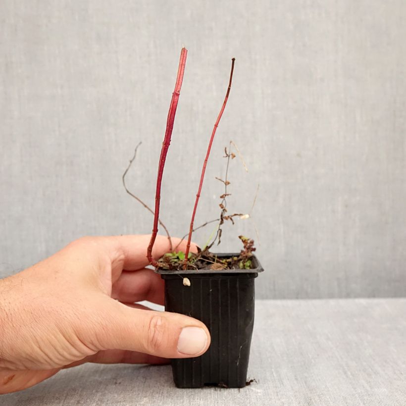 Exemplar von Pfefferminze Romana Rossa - Mentha piperita Kleine Töpfe von 8/9 cm wie im Herbst geliefert