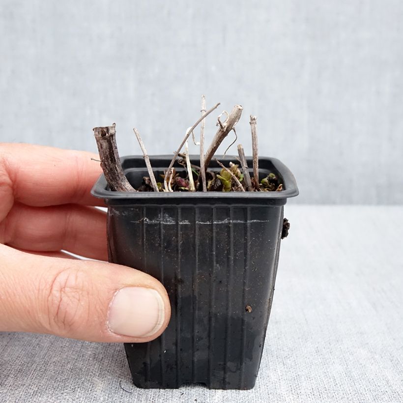 Exemplar von Pfefferminze Romana Rossa - Mentha piperita Kleine Töpfe von 8/9 cm wie im Frühjahr geliefert