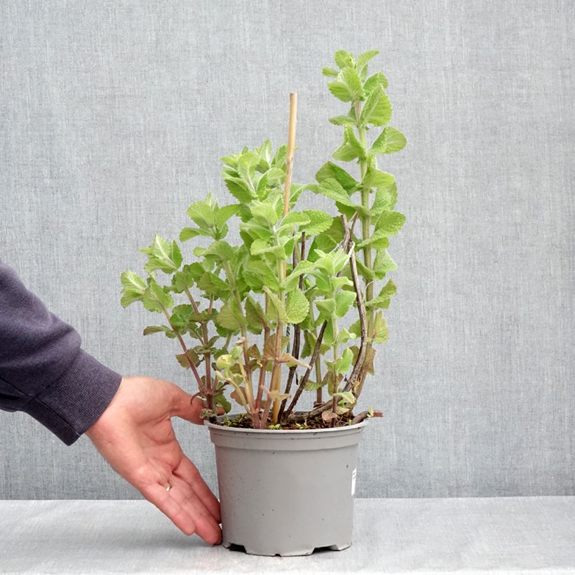 Exemplar von Rundblättrige Minze - Mentha suaveolens Topf mit 2L/3L wie im Frühjahr geliefert
