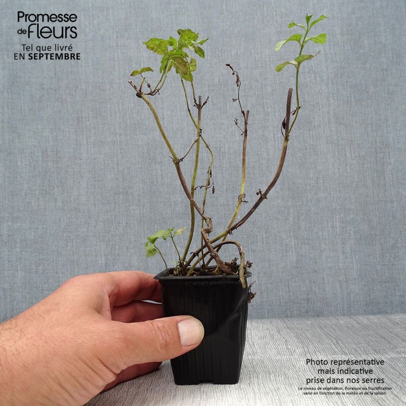 Exemplar von Pfefferminze Swiss - Mentha piperita Kleine Töpfe von 8/9 cm wie im Herbst geliefert