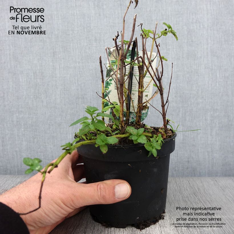 Exemplar von Pfefferminze Swiss - Mentha piperita Topf mit 1,5L/2L wie im Herbst geliefert