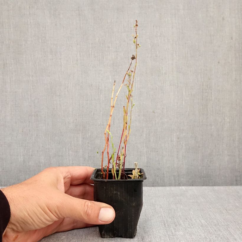 Exemplar von Suriso-Minze - Mentha suriso Kleine Töpfe von 8/9 cm wie im Herbst geliefert