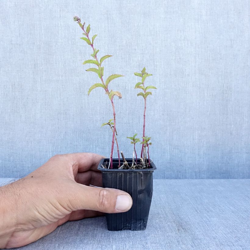 Exemplar von Suriso-Minze - Mentha suriso Kleine Töpfe von 8/9 cm wie im Sommer geliefert