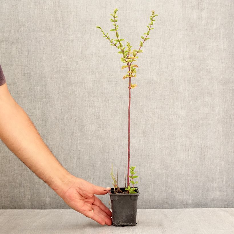 Exemplar von Ähren-Minze Tashkent - Mentha spicata Kleine Töpfe von 8/9 cm wie im Sommer geliefert