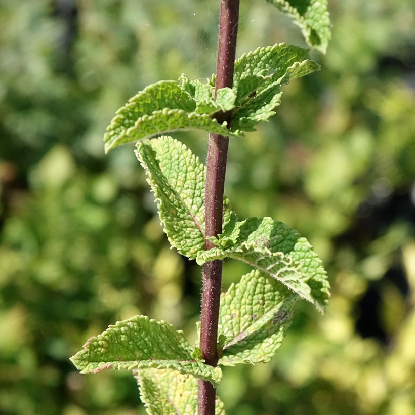 Ähren-Minze Tashkent - Mentha spicata (Laub)