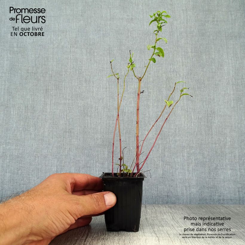 Exemplar von Minze Tunisienne - Mentha Kleine Töpfe von 8/9 cm wie im Herbst geliefert
