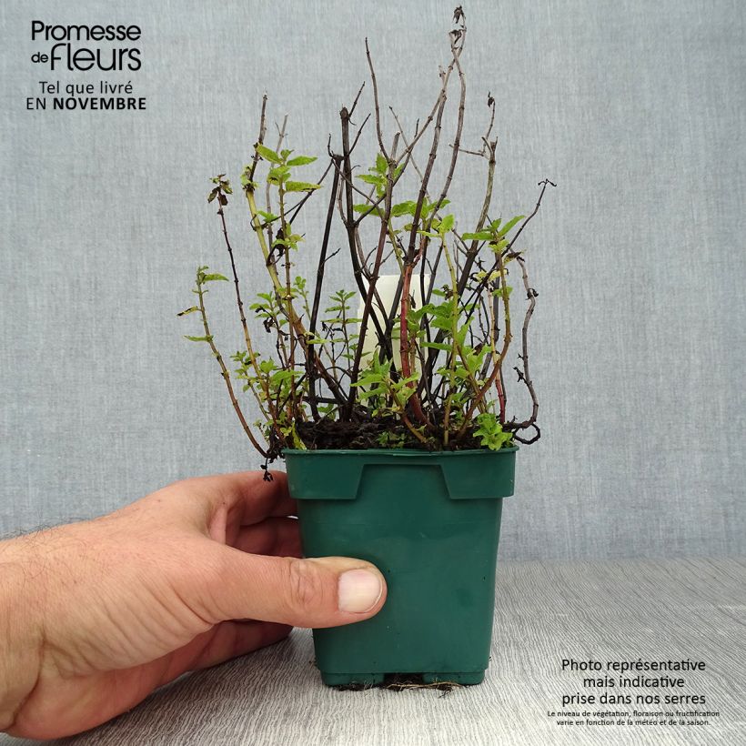Exemplar von Ähren-Minze Hollywood - Mentha spicata Topf 10 cm/11cm wie im Herbst geliefert
