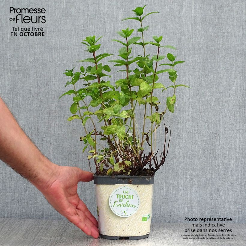 Exemplar von Ähren-Minze Bio - Mentha spicata Topf mit 2L/3L wie im Herbst geliefert