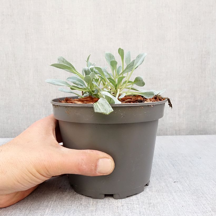 Exemplar von Pferdezunge - Mertensia maritima Topf mit 1L/1,5L wie im Frühjahr geliefert