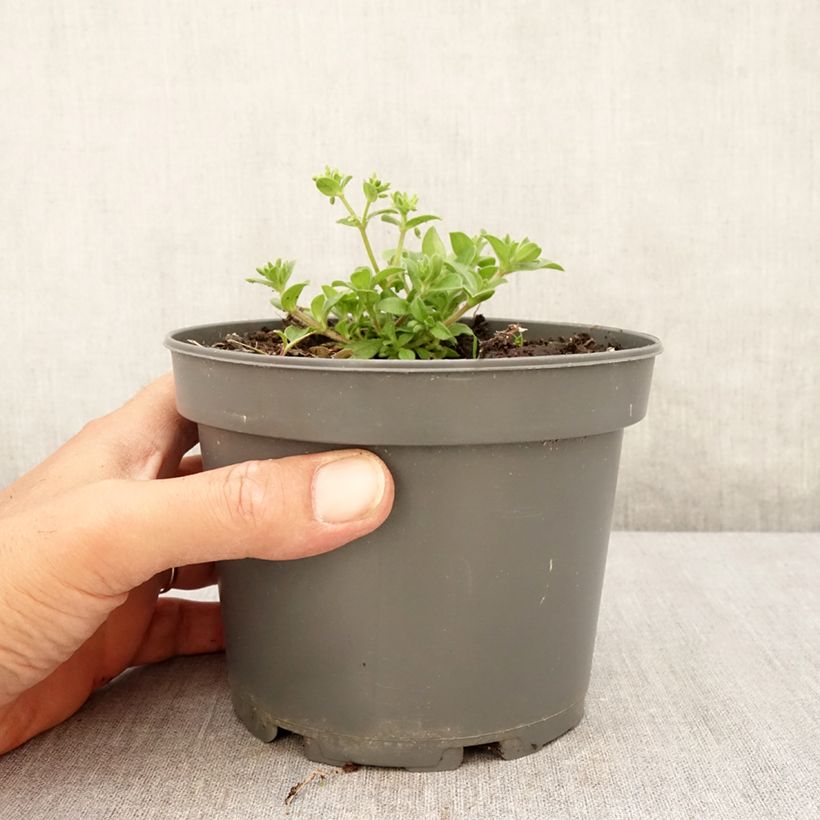 Exemplar von Pferdezunge - Mertensia maritima Topf mit 1L/1,5L wie im Sommer geliefert