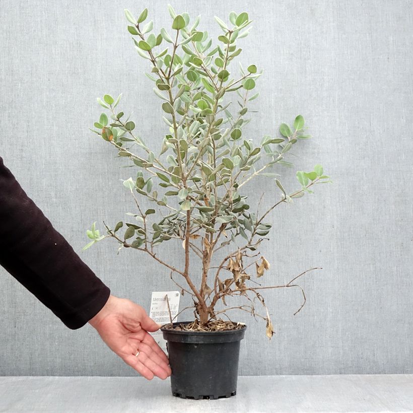 Exemplar von Metrosideros excelsa Aurea - Neuseeländischer Eisenholzbaum Topf mit 2L/3L wie im Herbst geliefert