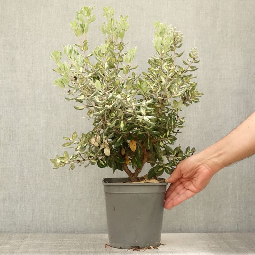 Exemplar von Metrosideros kermadecensis Aureomarginata - Eisenholzbaum Topf mit 4L/5L wie im Sommer geliefert