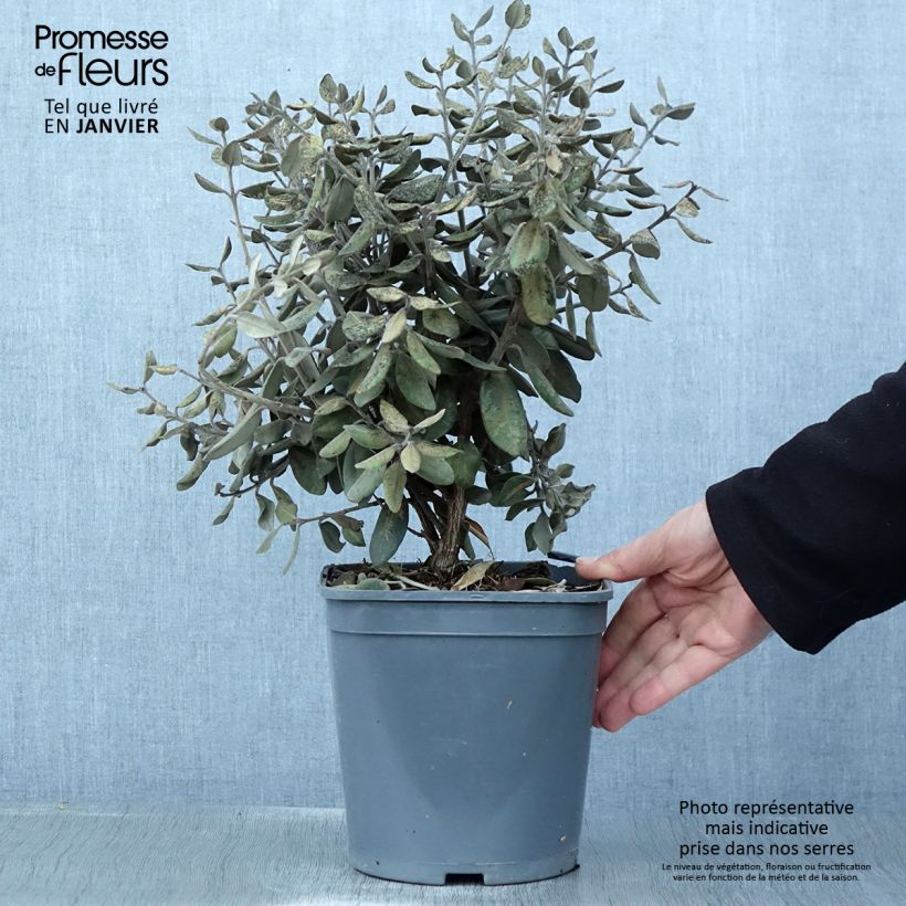 Exemplar von Metrosideros kermadecensis Aureomarginata - Eisenholzbaum Topf mit 4L/5L wie im Winter geliefert