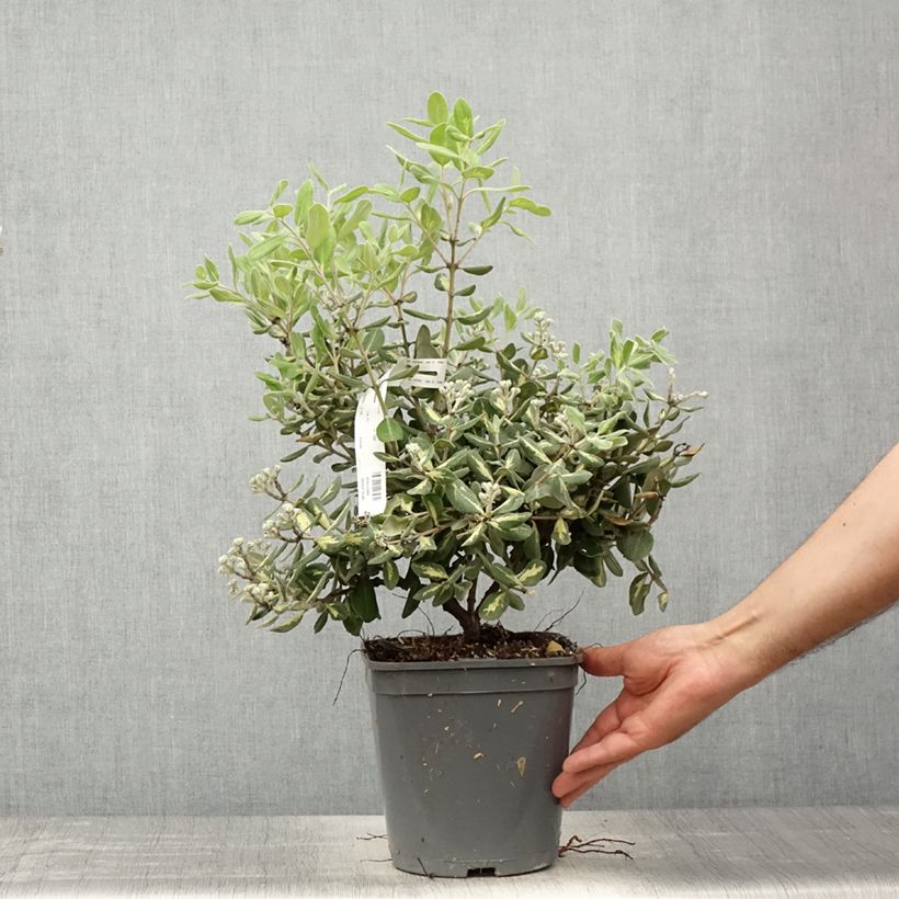 Exemplar von Metrosideros kermadecensis Aureomarginata - Eisenholzbaum Topf mit 4L/5L wie im Frühjahr geliefert