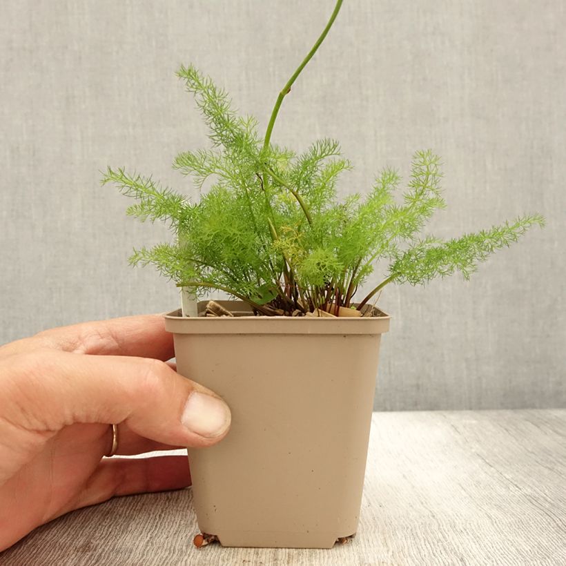 Exemplar von Bärwurz - Meum athamanticum Kleine Töpfe von 8/9 cm wie im Herbst geliefert