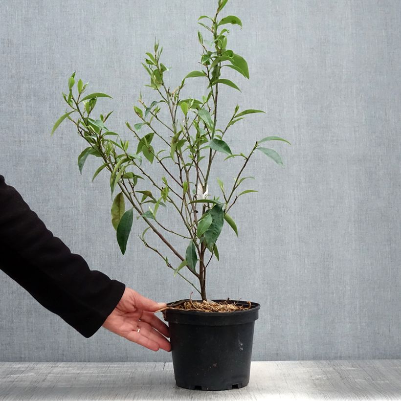 Exemplar von Magnolia figo - Bananenstrauch Topf mit 2L/3L wie im Frühjahr geliefert