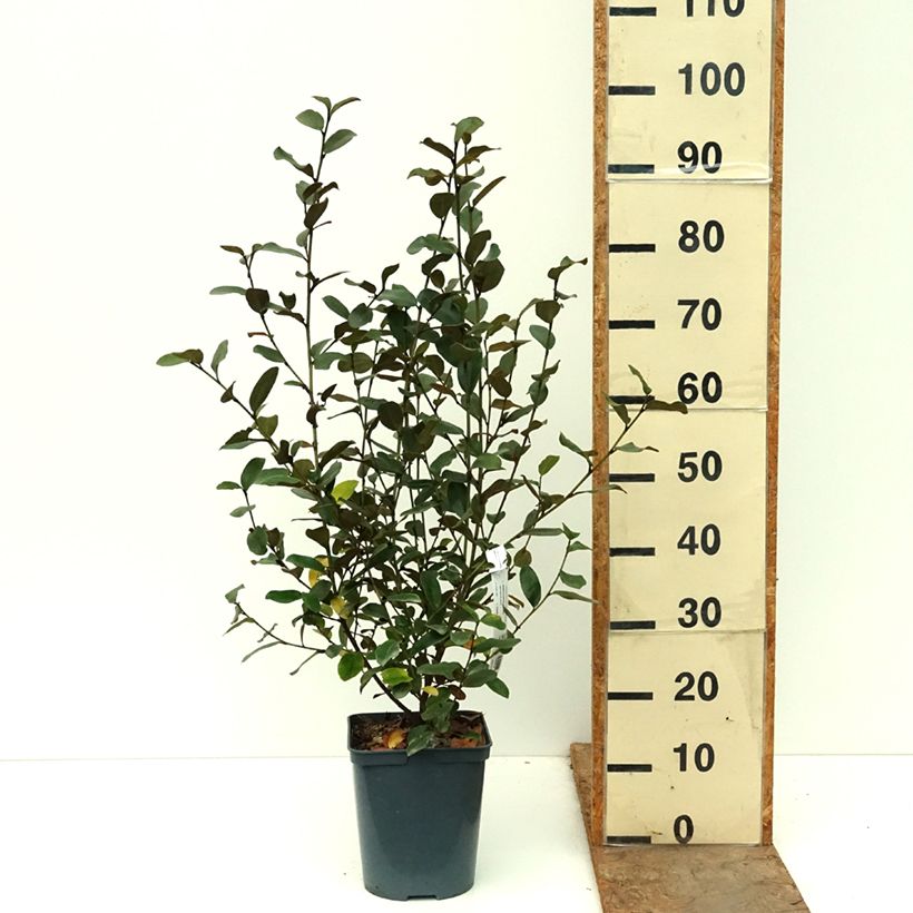 Exemplar von Magnolia yunnanensis Gail's Favorite - Yunnan-Magnolie Topf mit 4L/5L wie im Herbst geliefert