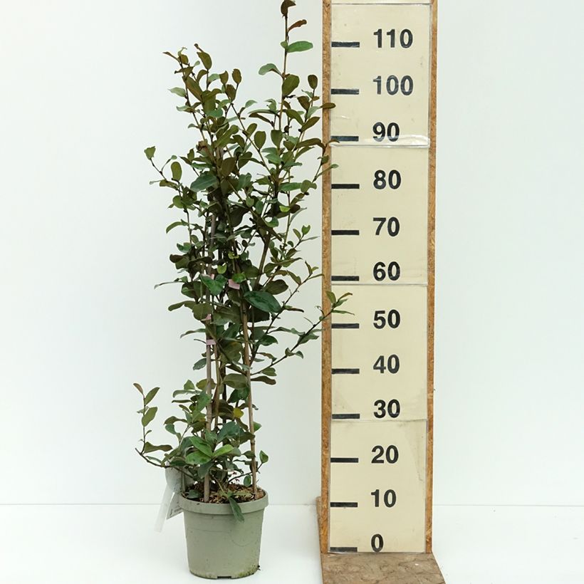 Exemplar von Magnolia yunnanensis Gail's Favorite - Yunnan-Magnolie Topf mit 4L/5L wie im Sommer geliefert