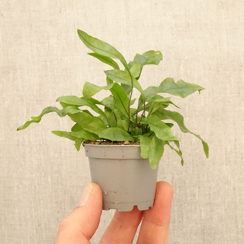 Exemplar von Javafarn - Microsorum pteropus Mini-Pflanze wie im Frühjahr geliefert