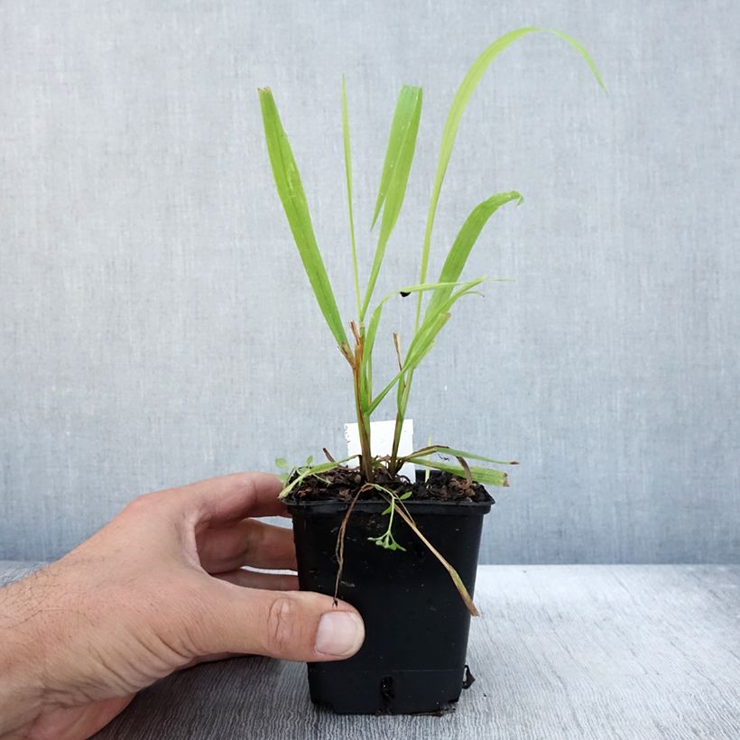Exemplar von Milium effusum Aureum - Flattergras Kleine Töpfe von 8/9 cm wie im Herbst geliefert