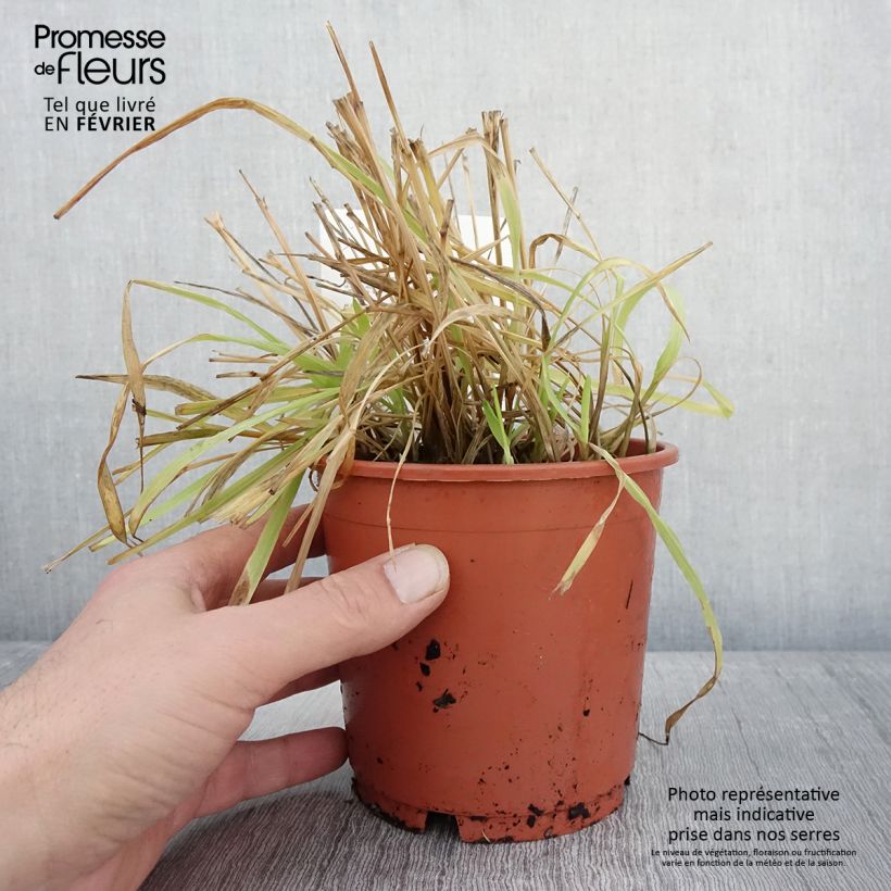 Exemplar von Milium effusum Aureum - Flattergras Topf mit 1L/1,5L wie im Winter geliefert