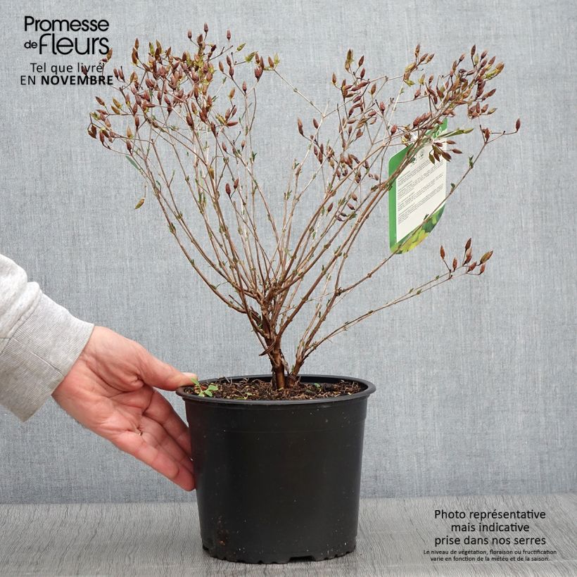 Exemplar von Hypericum kalmianum Gemo - Johanniskraut Topf mit 3L/4L wie im Herbst geliefert