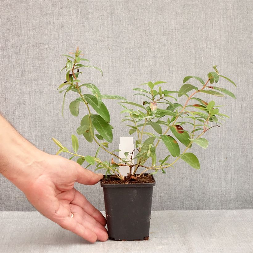 Exemplar von Hypericum calycinum - Kelchiges Johanniskraut Kleine Töpfe von 7/8 cm wie im Herbst geliefert