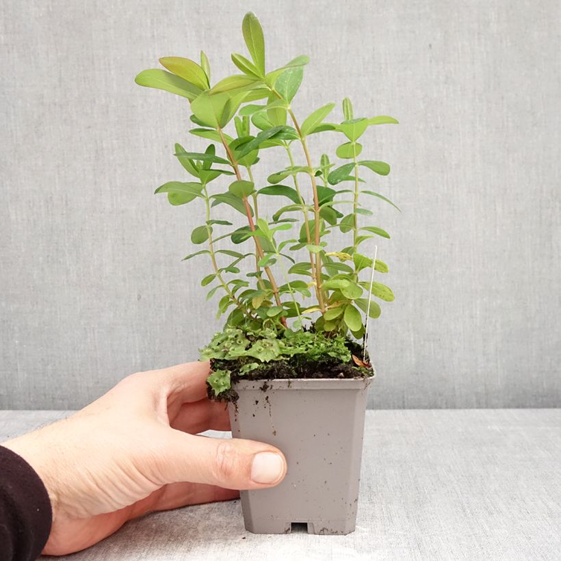 Exemplar von Hypericum calycinum - Kelchiges Johanniskraut Kleine Töpfe von 7/8 cm wie im Frühjahr geliefert