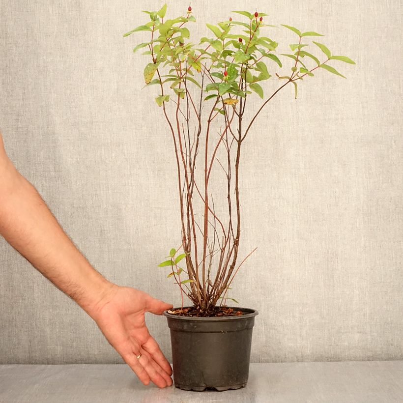 Exemplar von Hypericum Elstead - Johanniskraut Topf mit 1,5L/2L wie im Sommer geliefert