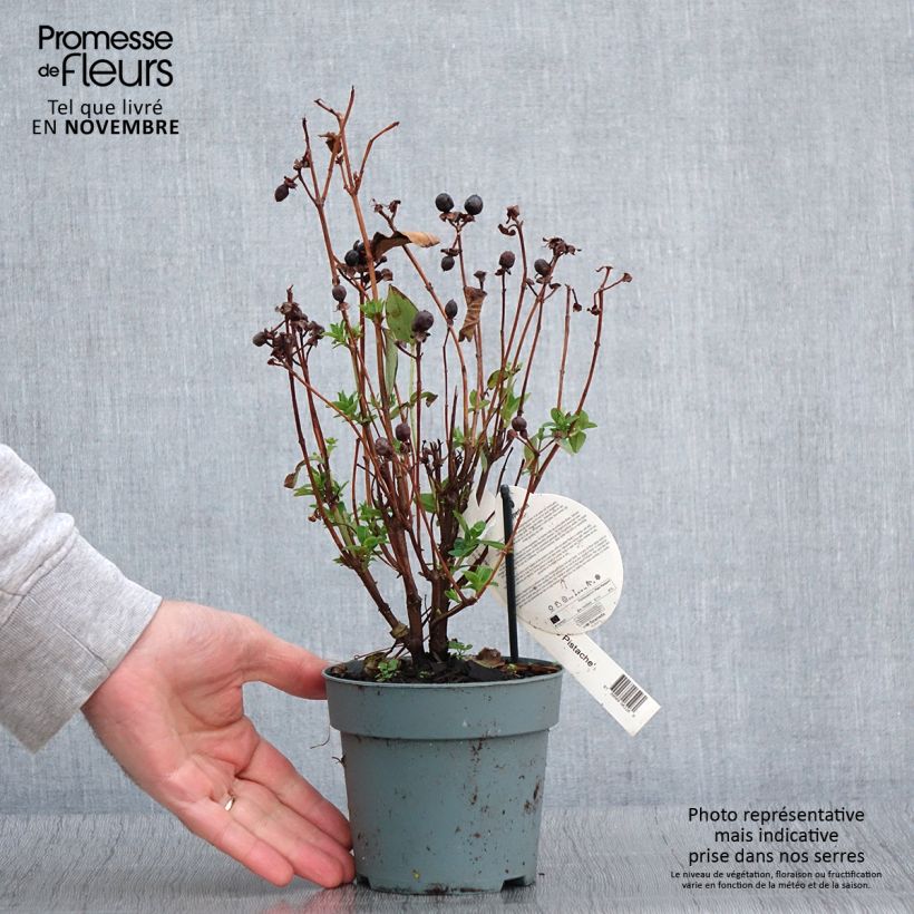 Exemplar von Hypericum Miracle Pistache - Johanniskraut Topf mit 2L/3L wie im Herbst geliefert