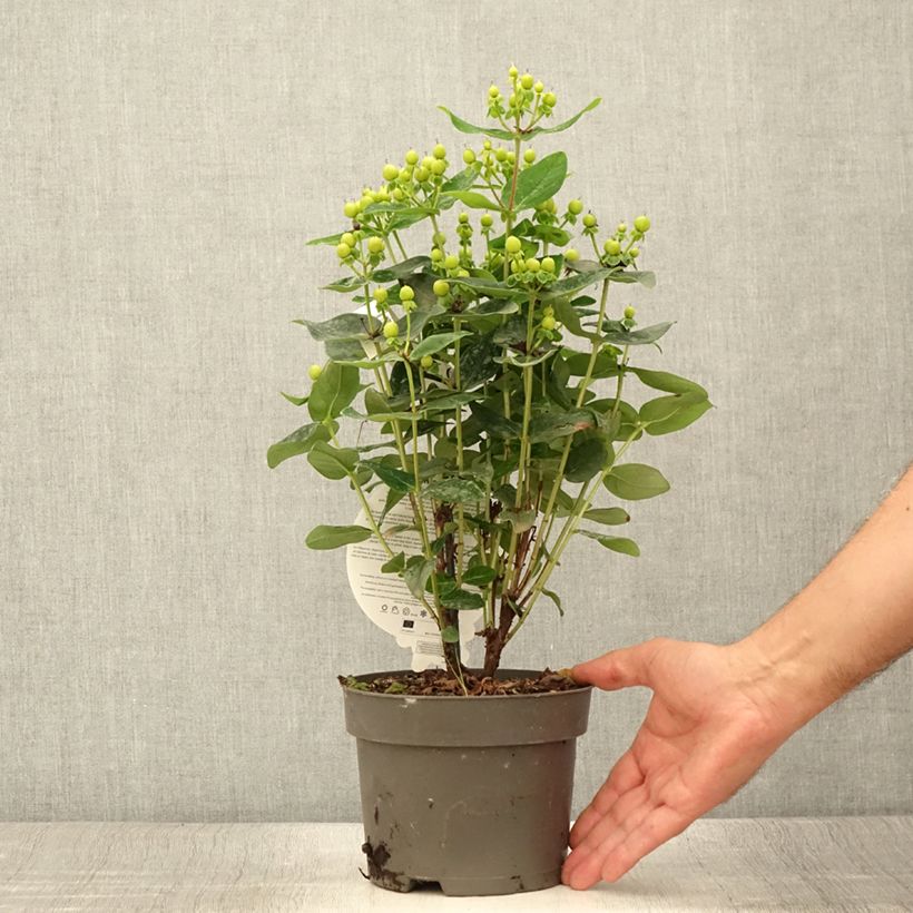 Exemplar von Hypericum Miracle Pistache - Johanniskraut Topf mit 2L/3L wie im Sommer geliefert