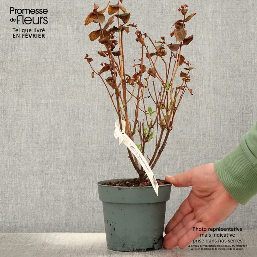 Exemplar von Hypericum Miracle Pistache - Johanniskraut Topf mit 2L/3L wie im Winter geliefert