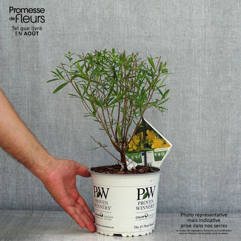 Exemplar von Hypericum kalmianum Sunny Boulevard - Johanniskraut Topf mit 2L/3L wie im Sommer geliefert