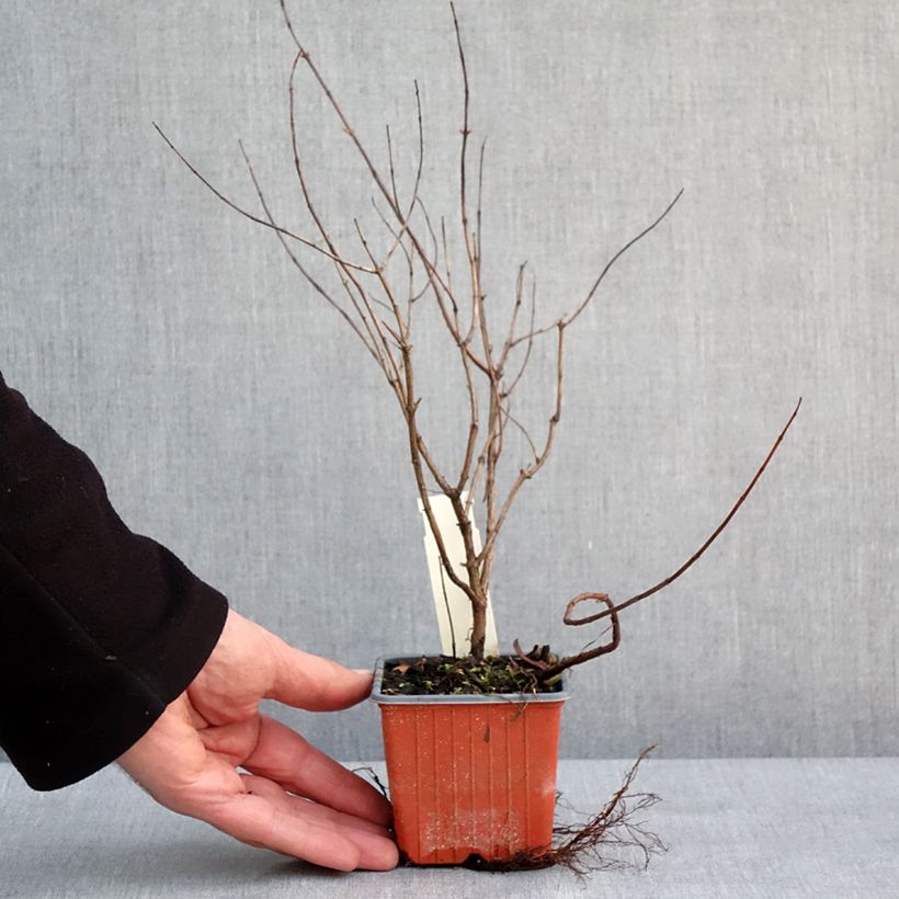 Exemplar von Hypericum moserianum Tricolor - Johanniskraut Kleine Töpfe von 8/9 cm wie im Winter geliefert