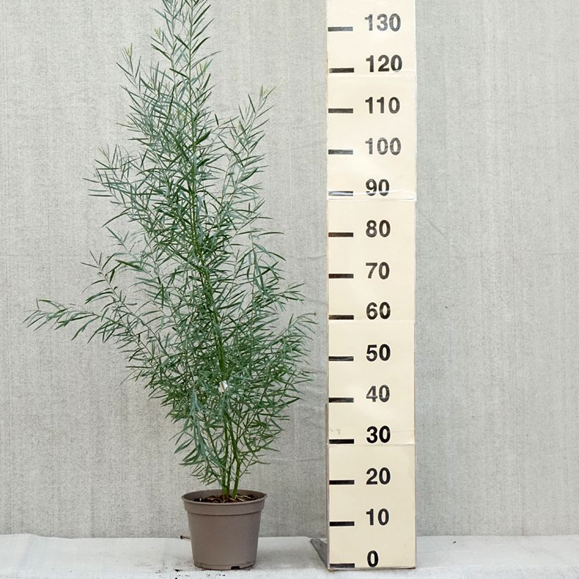Exemplar von Acacia iteaphylla - Akazie Topf mit 4L/5L wie im Herbst geliefert