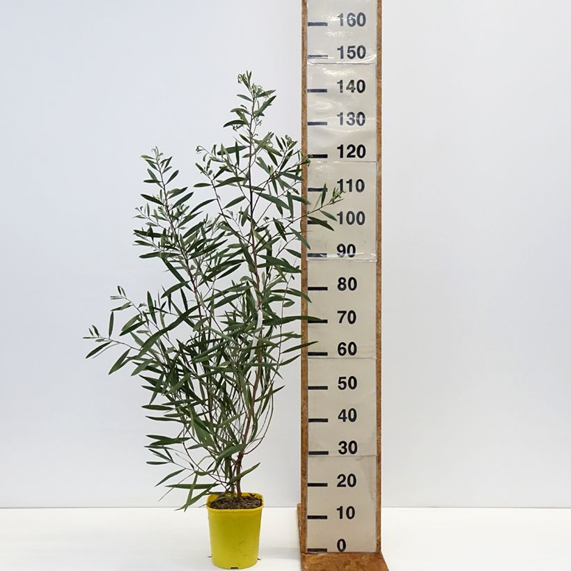 Exemplar von Acacia longifolia - Langblättrige Akazie Topf mit 4L/5L wie im Winter geliefert