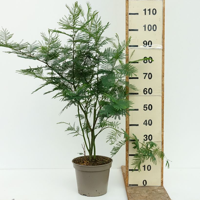 Exemplar von Acacia dealbata - Silber-Akazie Topf mit 4L/5L wie im Sommer geliefert