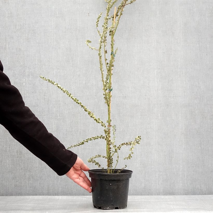 Exemplar von Acacia pravissima - Akazie Topf mit 3L/4L wie im Winter geliefert