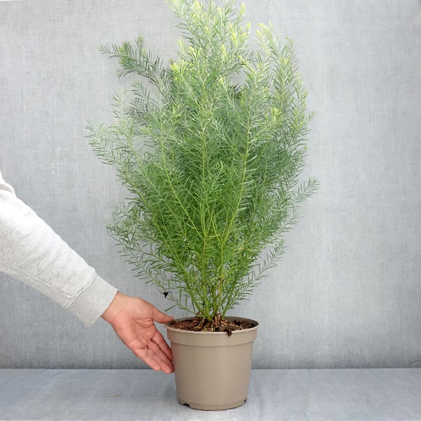 Exemplar von Acacia boormanii - Akazie Topf mit 4L/5L wie im Herbst geliefert