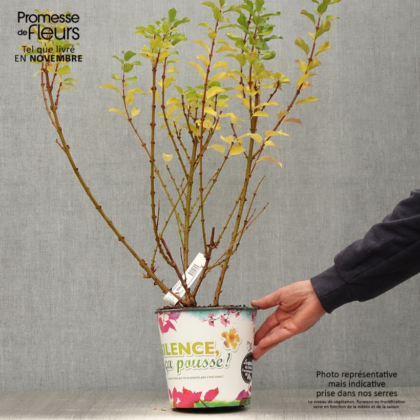 Exemplar von Goldglöckchen Mindor - Forsythie Topf mit 4L/5L wie im Herbst geliefert