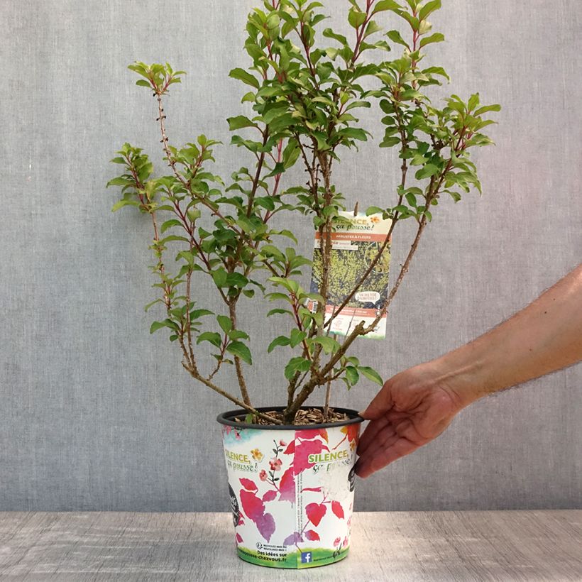 Exemplar von Goldglöckchen Mindor - Forsythie Topf mit 4L/5L wie im Sommer geliefert