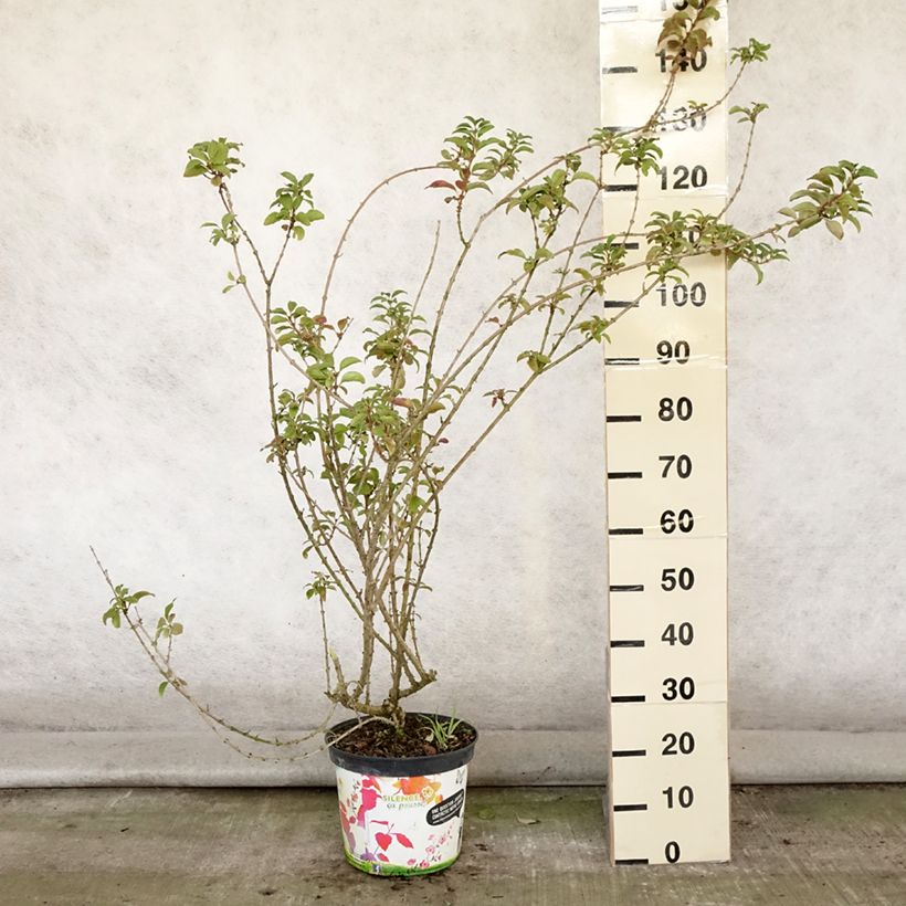 Exemplar von Goldglöckchen Mindor - Forsythie Topf mit 7,5L/10L wie im Sommer geliefert