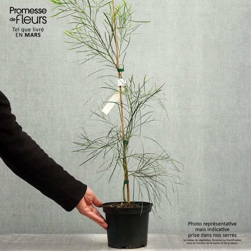 Exemplar von Acacia retinodes - Immergrüne Akazie Topf mit 2L/3L wie im Frühjahr geliefert