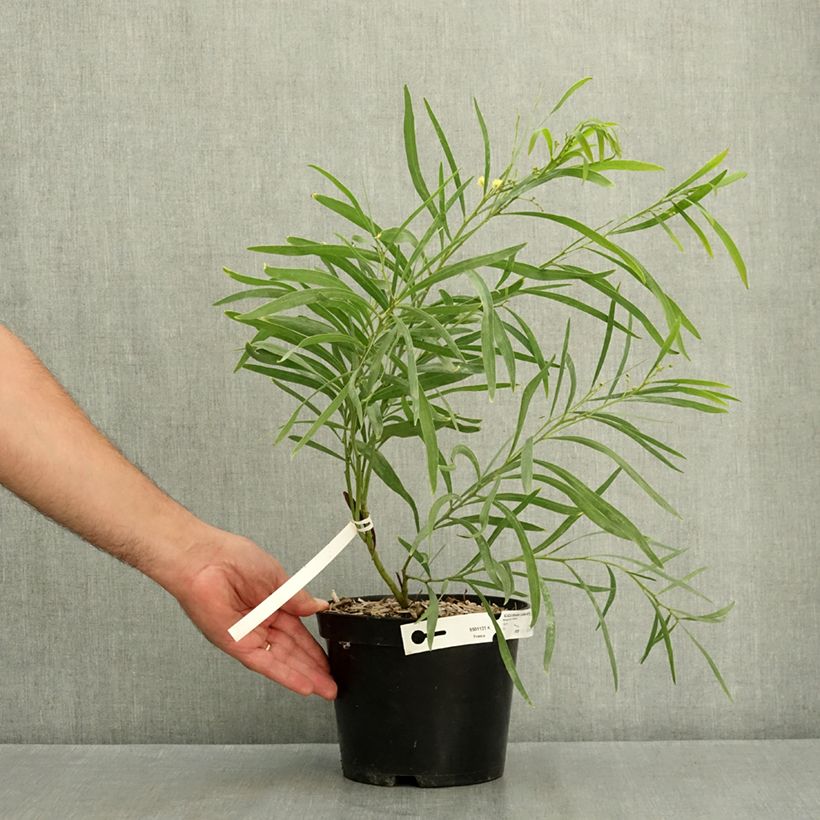 Exemplar von Acacia retinodes Lisette - Akazie Topf mit 2L/3L wie im Sommer geliefert