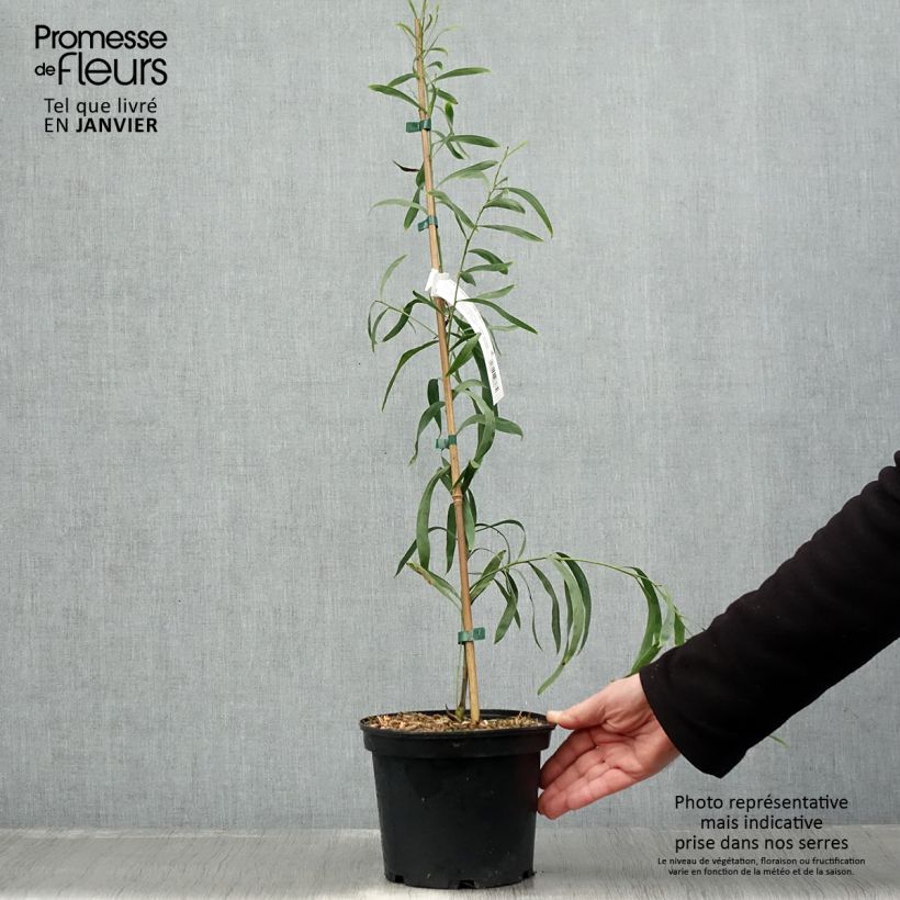 Exemplar von Acacia retinodes Lisette - Akazie Topf mit 2L/3L wie im Winter geliefert