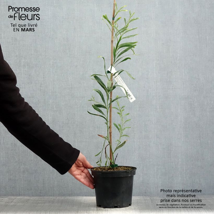 Exemplar von Acacia retinodes Lisette - Akazie Topf mit 2L/3L wie im Frühjahr geliefert