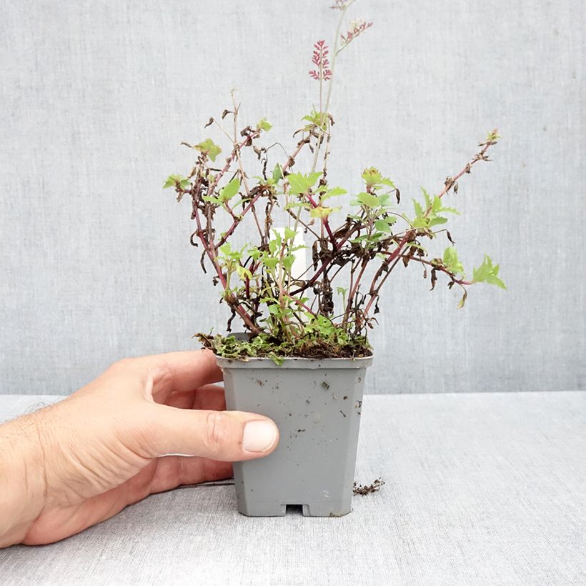 Exemplar von Gauklerblume Roter Kaiser - Mimulus cupreus Kleine Töpfe von 8/9 cm wie im Herbst geliefert