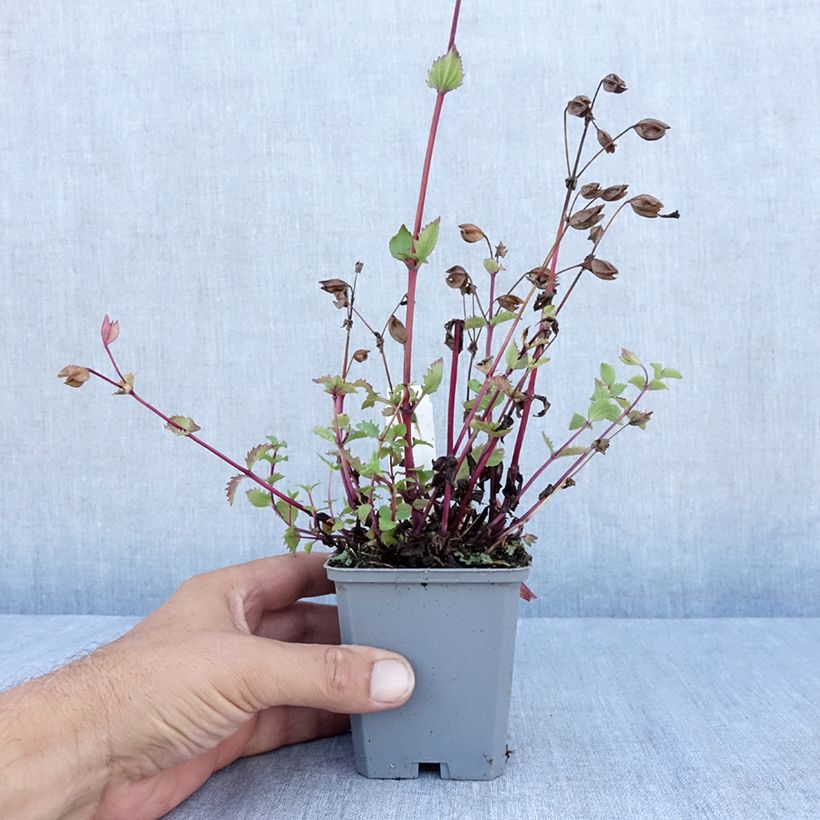 Exemplar von Gauklerblume Roter Kaiser - Mimulus cupreus Kleine Töpfe von 8/9 cm wie im Sommer geliefert