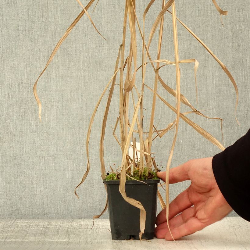 Exemplar von Riesen-Chinaschilf - Miscanthus floridulus Kleine Töpfe von 8/9 cm wie im Herbst geliefert