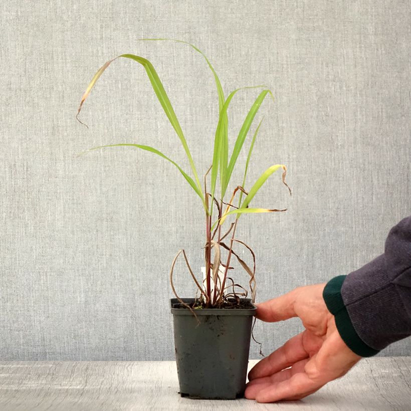 Exemplar von Nepal-Chinaschilf - Miscanthus nepalensis Kleine Töpfe von 8/9 cm wie im Herbst geliefert
